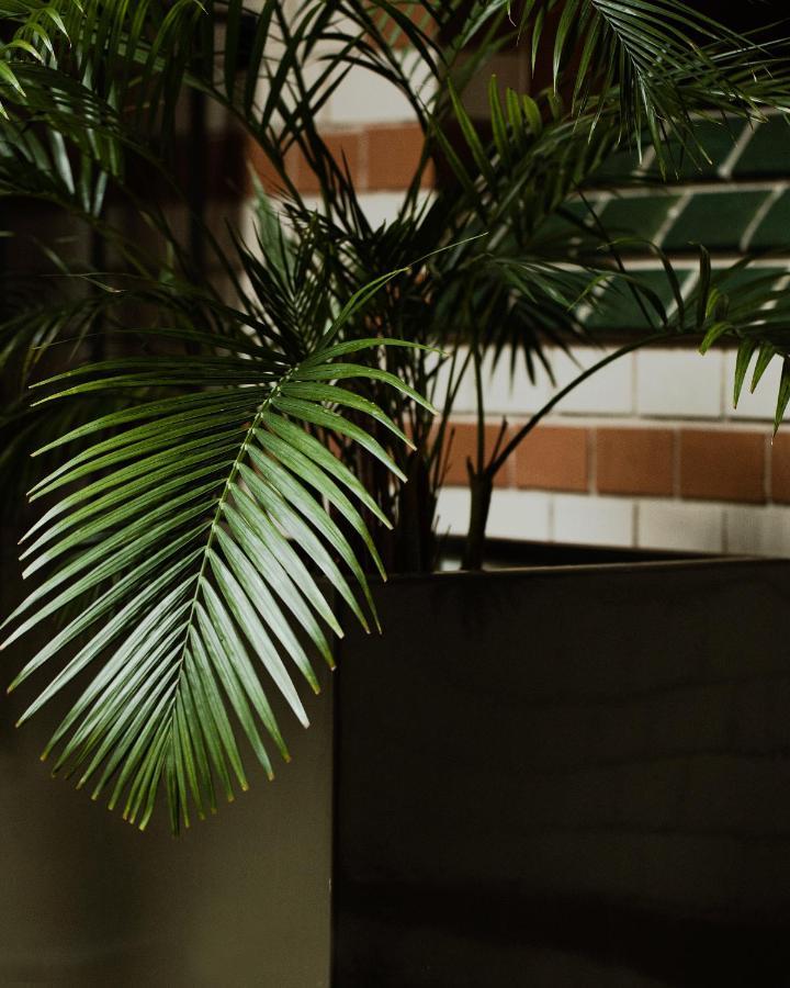 Hotel Monopol Wrocław Kültér fotó Chamaedorea elegans